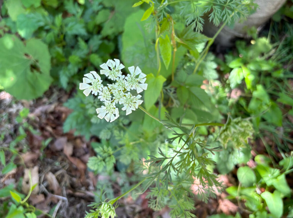 きぬの暮らしのブログ、始めます