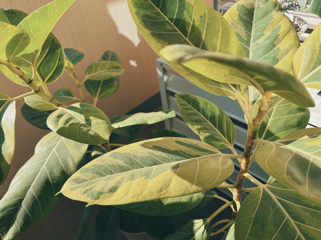 フィカスちゃん