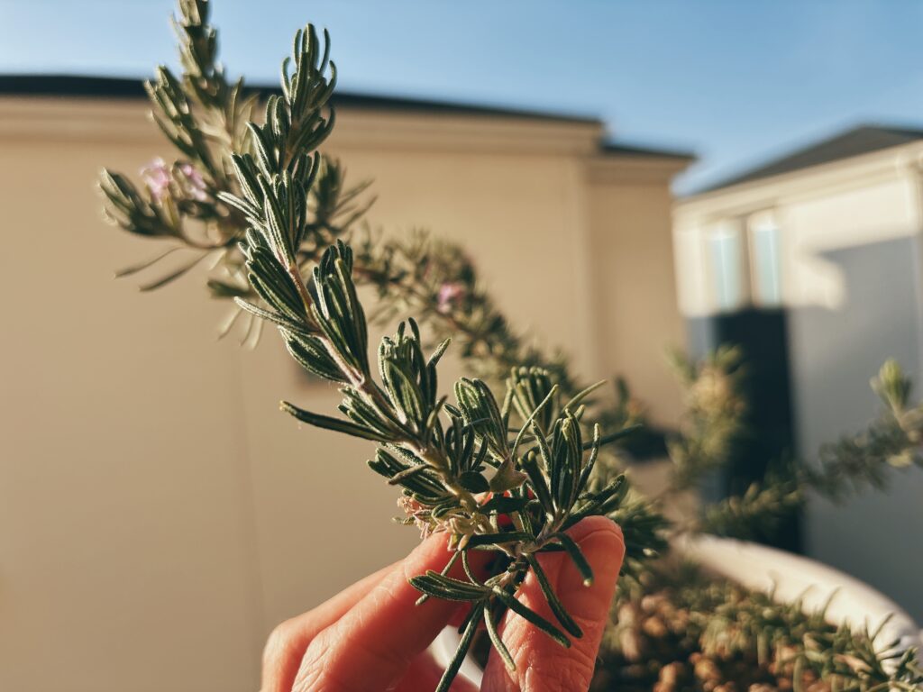 伸びてきたローズマリー