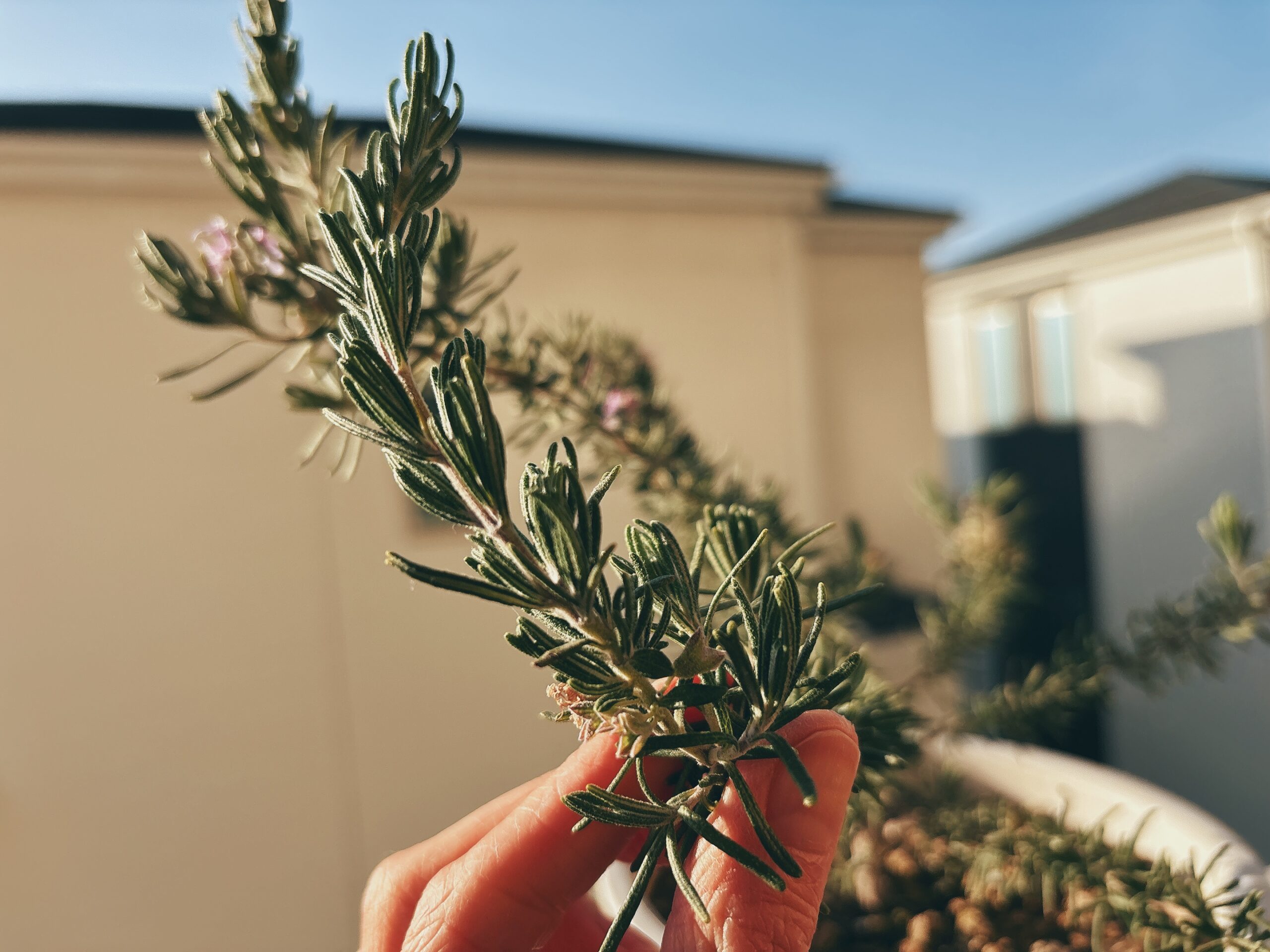 伸びてきたローズマリー