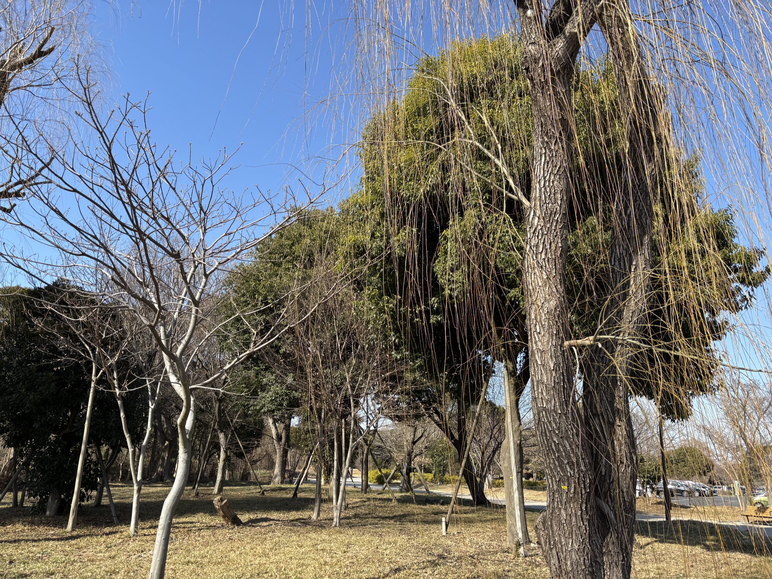 ある日の公園
