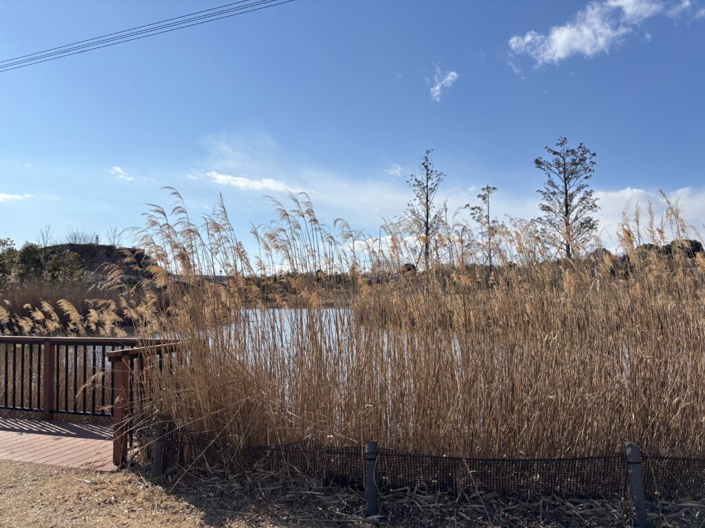 父と子供達と行った公園