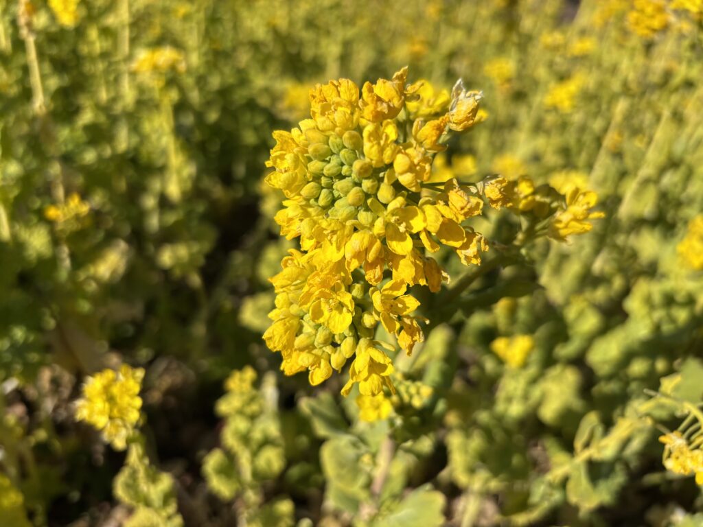 公園で見つけた菜の花畑