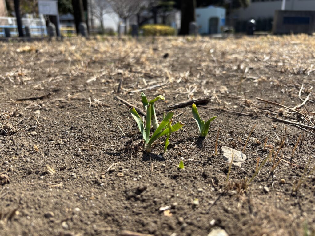 綺麗に整備されてる公園。刈られた草木も芽を出してます