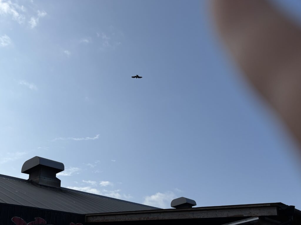 上空に無数のトンビ