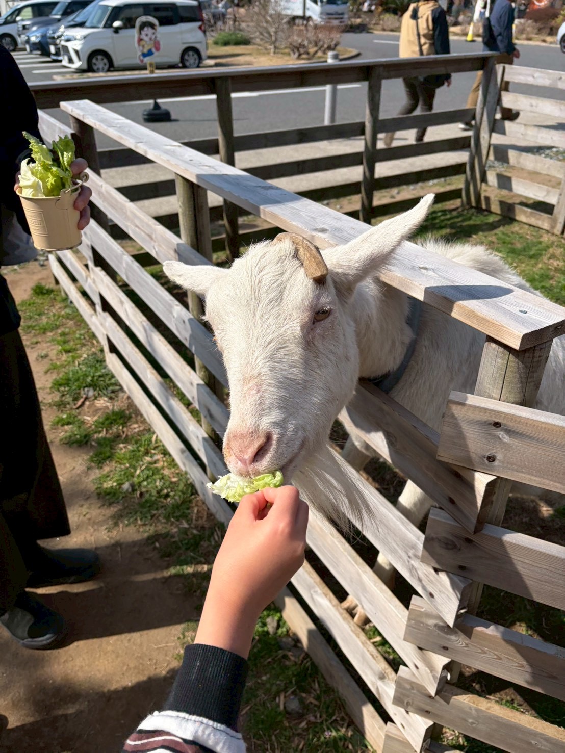 保田小学校道の駅にいたヤギ