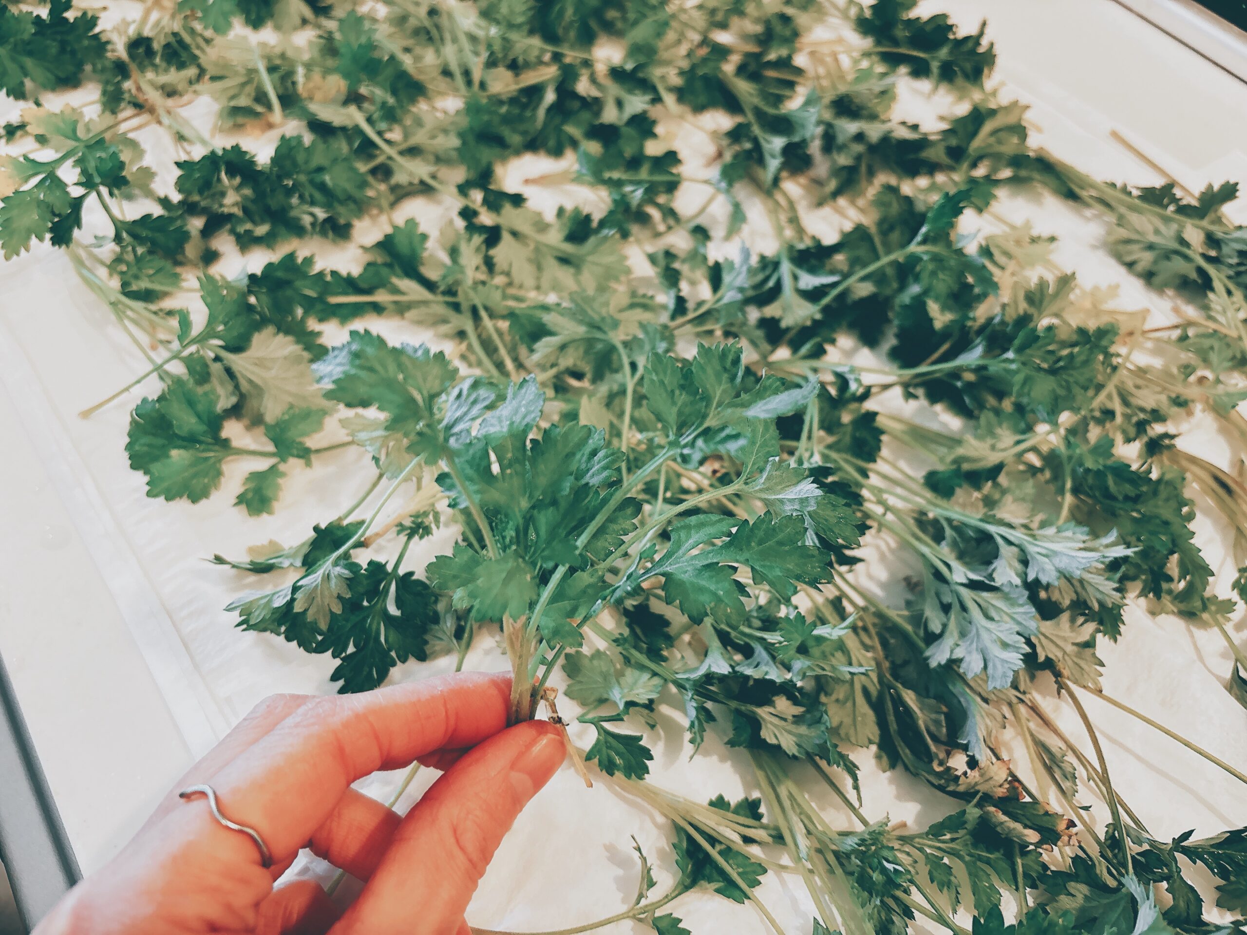 収穫したヨモギを広げているところ