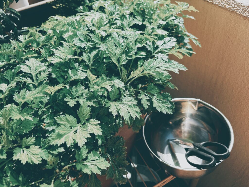 ベランダで育てたヨモギの鉢植えとハサミ