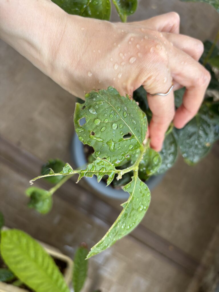 芋虫に食べられた柿の葉っぱ