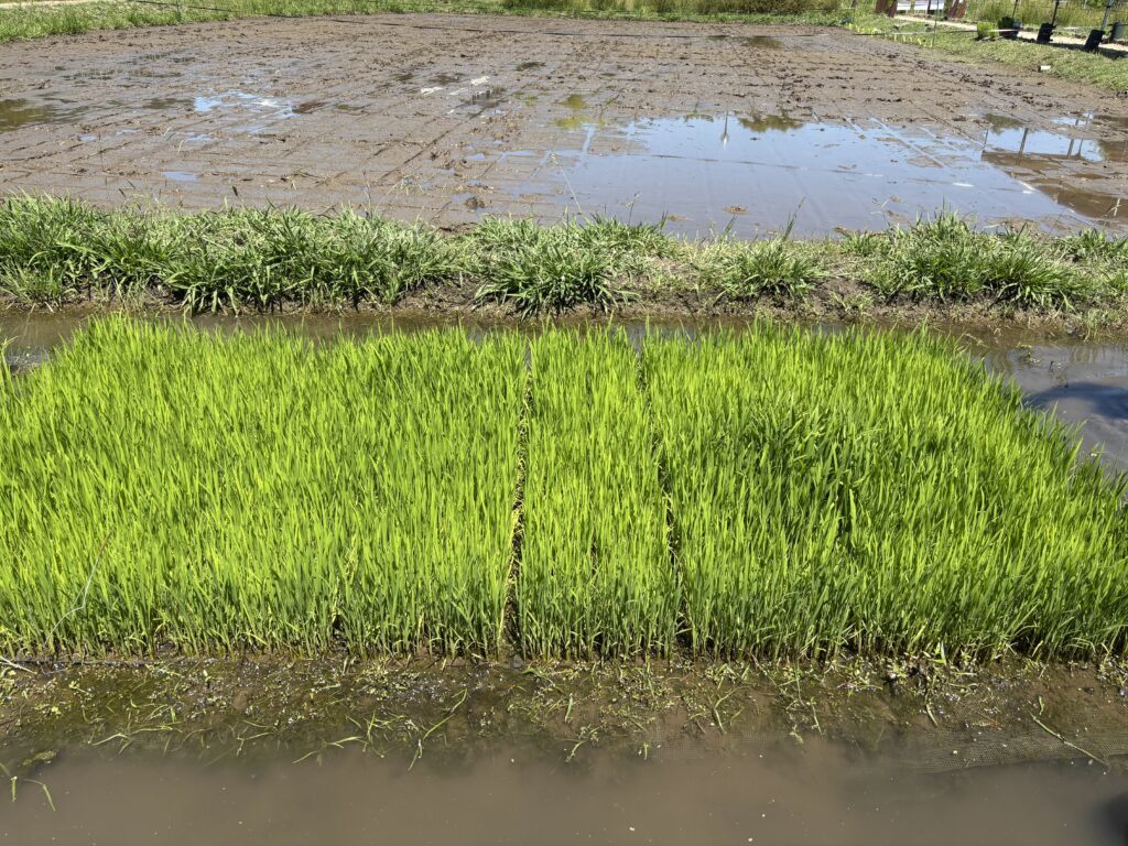 息子が植えたタネが稲に