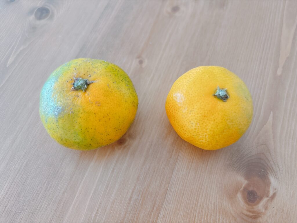 2種類のみかんを並べたところ